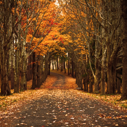 Autumn